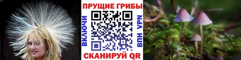 Псилоцибиновые грибы GOLDEN TEACHER  hydra как зайти  Дербент 